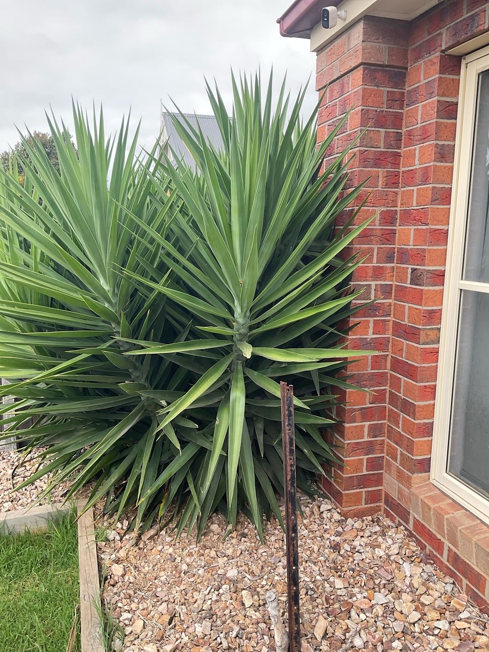 Termites on the western plains: risk for Strathtulloh homes