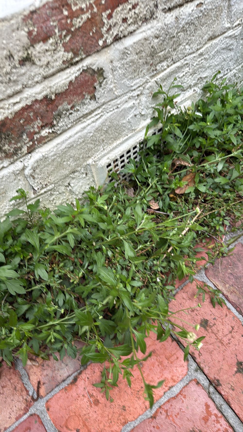 Low subfloor vent beside the garden, raising underfloor moisture, Hawthorn, Strathtulloh
